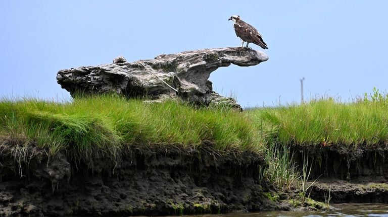 An Osprey is perched along the shoreline of Great Island...