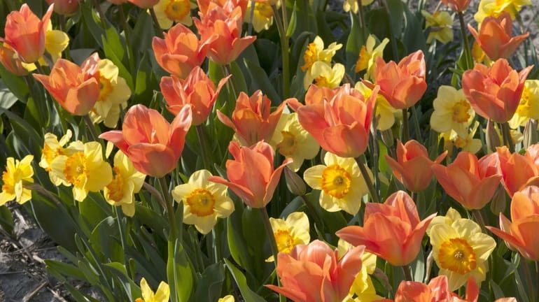 Tulips and daffodils create a cheerful spring scene.