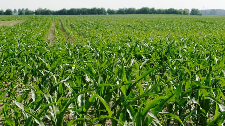 This June 13, 2007, photo shows corn being grown to...