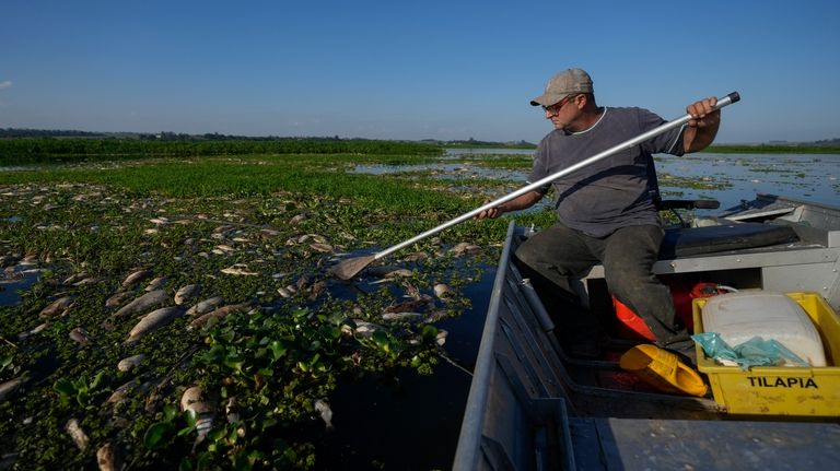 Fisherman Alan Belucci, 48, inspects dead fish on the banks...