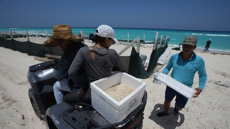 State employees evacuate turtle eggs from the beach to protect...