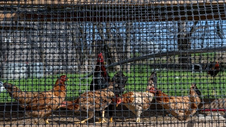 Roosters and chickens are held in a cage on a...