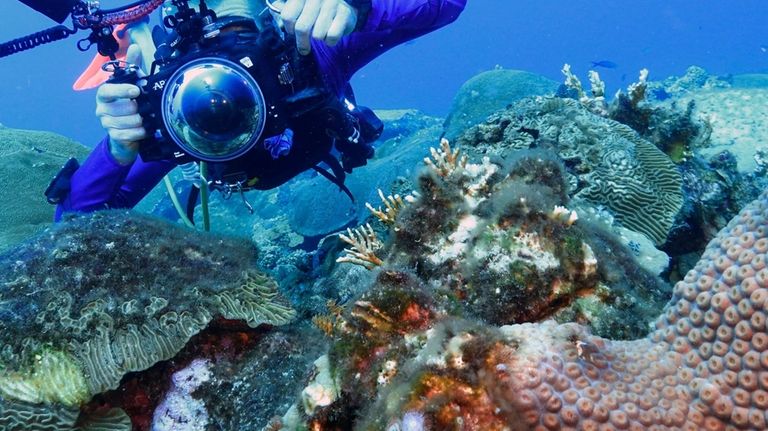 Andy Lewis positions to photograph brain coral at the Flower...