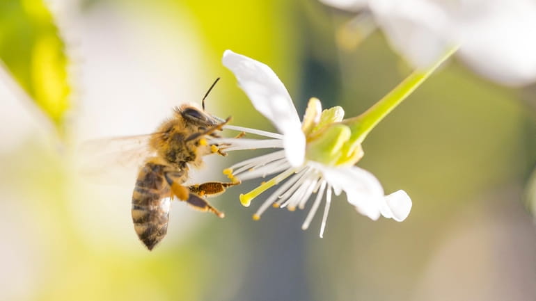Bees are threatened, among other things, by neonicotinoids, a class...