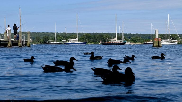 People fish and ducks find shade along the Connecticut River...