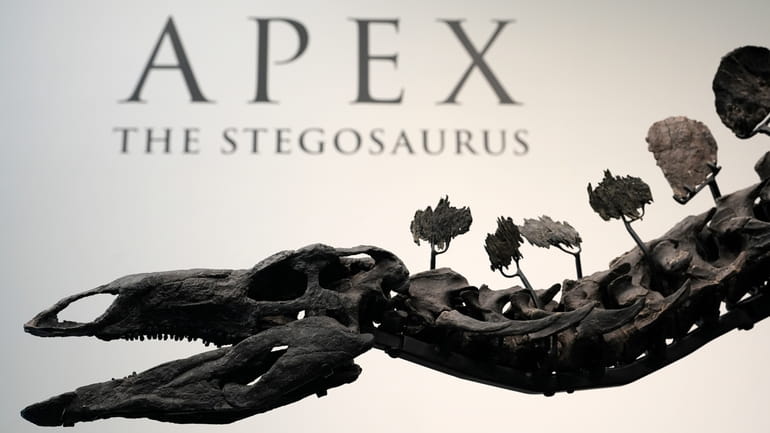 Part of a stegosaurus skeleton is displayed at Sotheby's New...