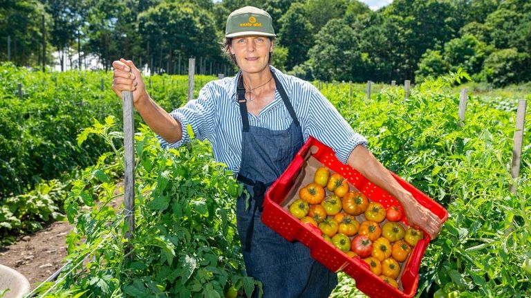 Patty Gentry in the field harvesting tomatoes at her Early...