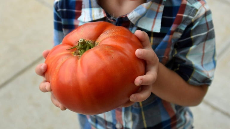 Great tomatoes lead to great expectations: Here Wyatt DePace, 3,...