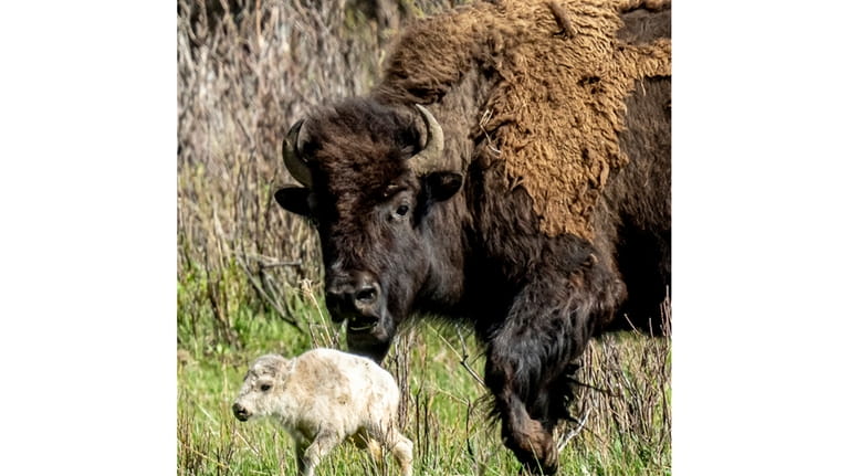 A rare white buffalo calf, reportedly born in Yellowstone National...