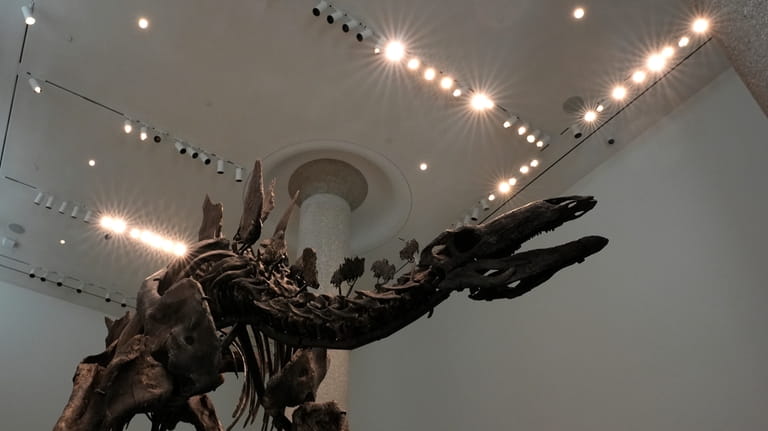 Part of a stegosaurus skeleton is displayed at Sotheby's New...