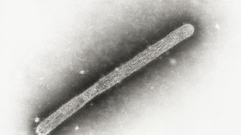 This 2005 electron microscope image shows an avian influenza A...