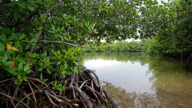 Red mangroves line the shore at Oleta River State Park,...