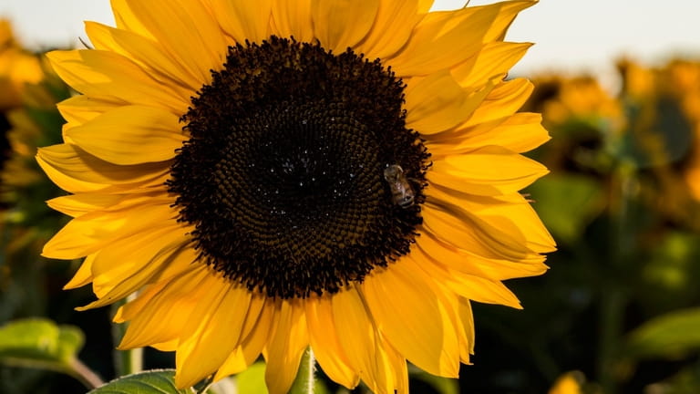 A bee visits a sunflower at Pindar Vineyards in Peconic.