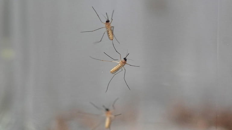 Mosquitoes cling to the inside of a jar loaded with...
