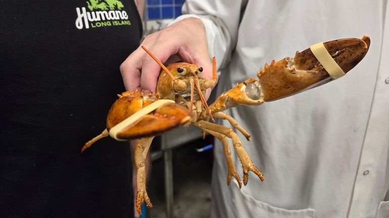 Clementine is an orange lobster rescued from a tank at...