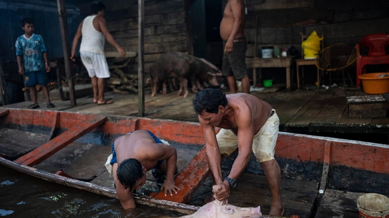 Men lift a pig onto a boat at a slaughterhouse...