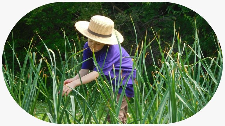 Ada Fanning picks vegetables at Restoration Farm in Old Bethpage.