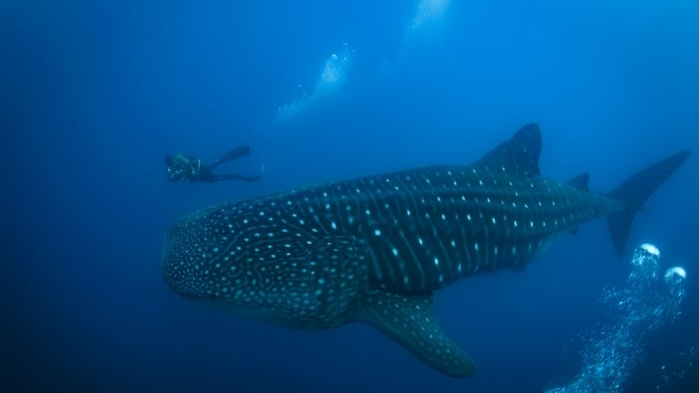 A whale shark swims through the waters off of Wolf...