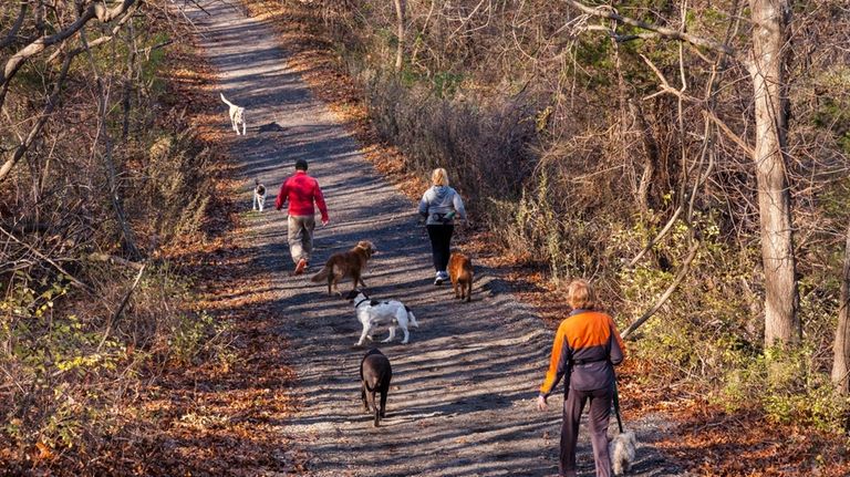 Long Islander hiking the Greenbelt Trail and exploring the woodland...