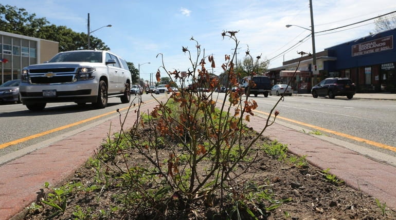 Plantings in the median on Hillside Avenue on Wednesday, Aug....