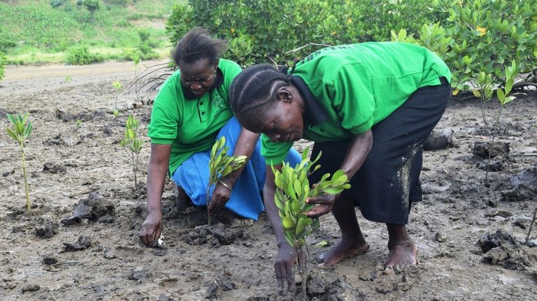 Members of Tulinde Mikoko, Swahili for Let's Protect Mangroves, plant...