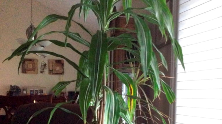 The leaves on Linda Cortes' 
Dracaena plant are turning yellow.