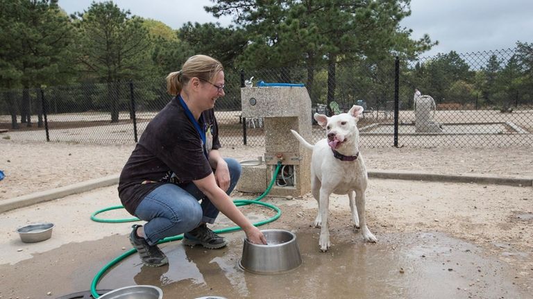 Tina Blanco from Middle Island splashes her dog Sadie at...