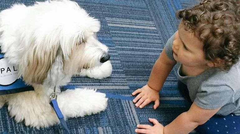 United Airlines' "United Paws" program is bringing hundreds of trained...