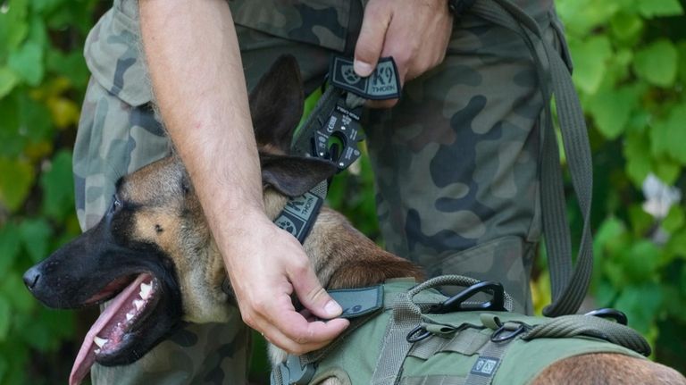 Emi , a Belgian Malinois given the rank of private...