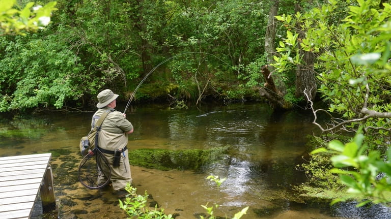 Mike Postol, of Valley Stream, pulls in a brook trout...
