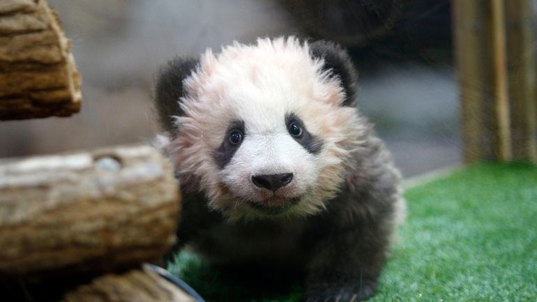 A 4-month-old cub called Yuan Meng, which means "the realization...