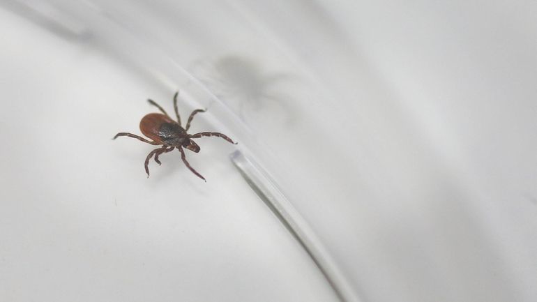 A deer tick, the species which carries Lyme disease, makes its...