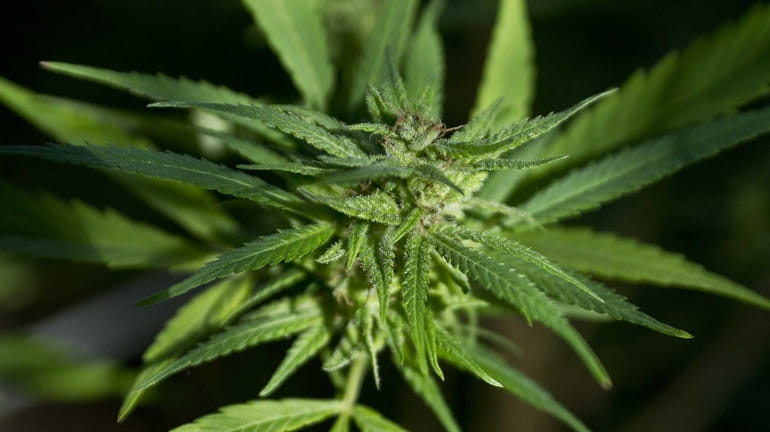 The Obama administration has decided marijuana will remain on the...