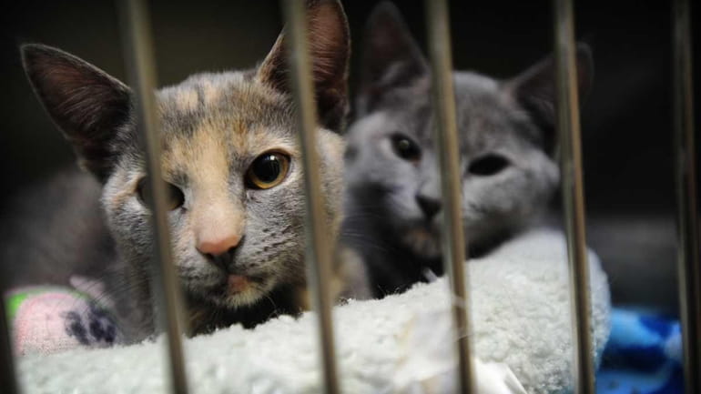 Kittens await adoption at the Town of Hempstead Animal Shelter.