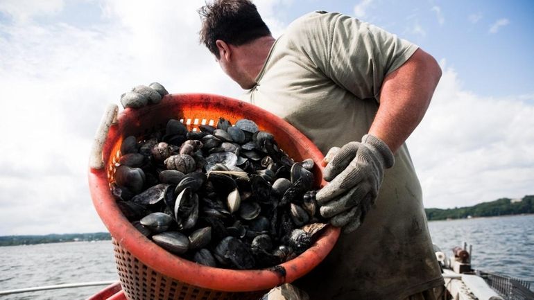 Fisherman Bill Fetzer, of Bayville, prepares to empty a basket...