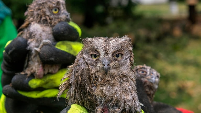 A municipal worker shows owlets rescued from a fallen tree...