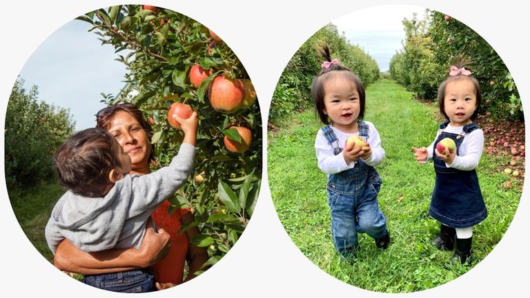 People pick apples at Seven Ponds Orchard in Watermill.