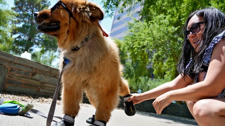 Terry Tang puts paw booties on "Teddy" at a park,...