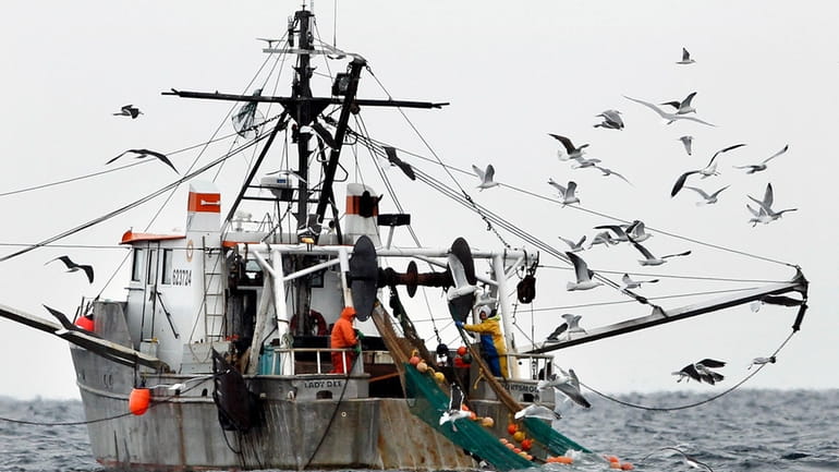 FILE- Gulls follow a commercial fishing boat as crewmen haul...