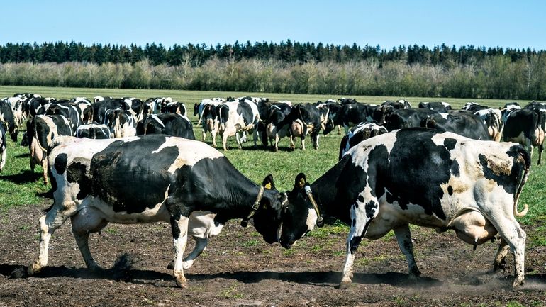 Dairy cows gather at Sommerbjerggaard after being released from the...