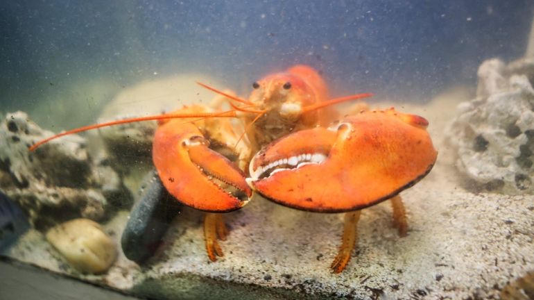 Simon, a rare orange lobster rescued by a Mastic Seafood...