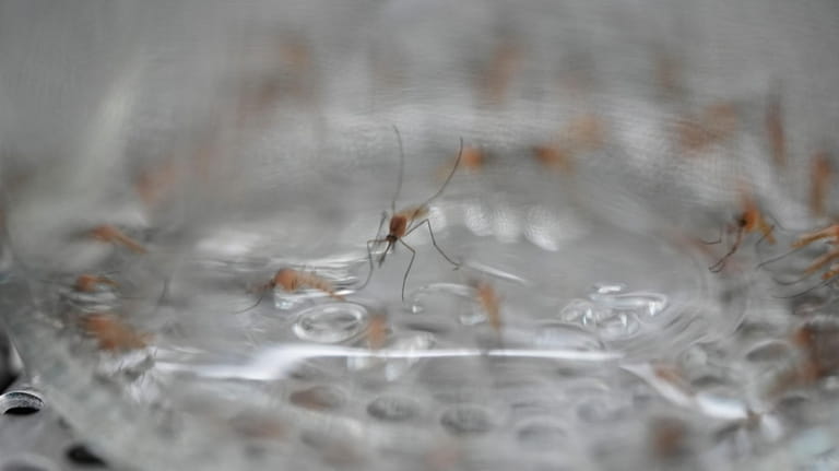 A mosquito sits in the bottom of a bottle containing...