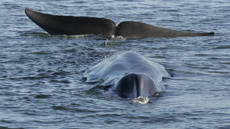 A fin whale is seen stranded, possibly stuck on its...