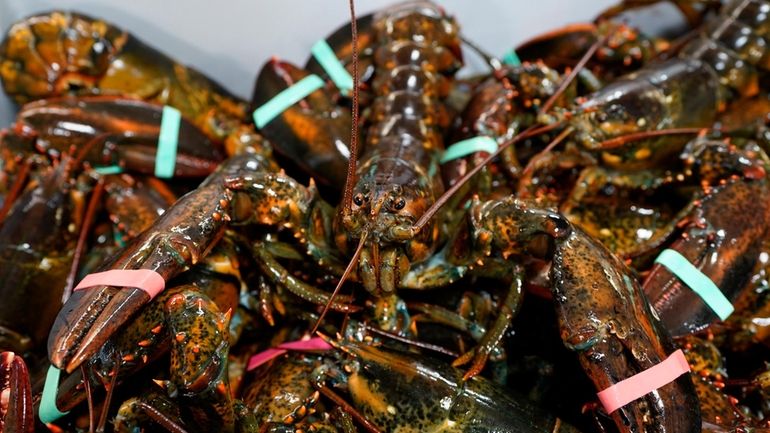 Lobsters sit in a crate at a shipping facility on...