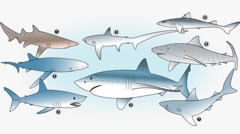Eight of the most common shark species seen around Long...