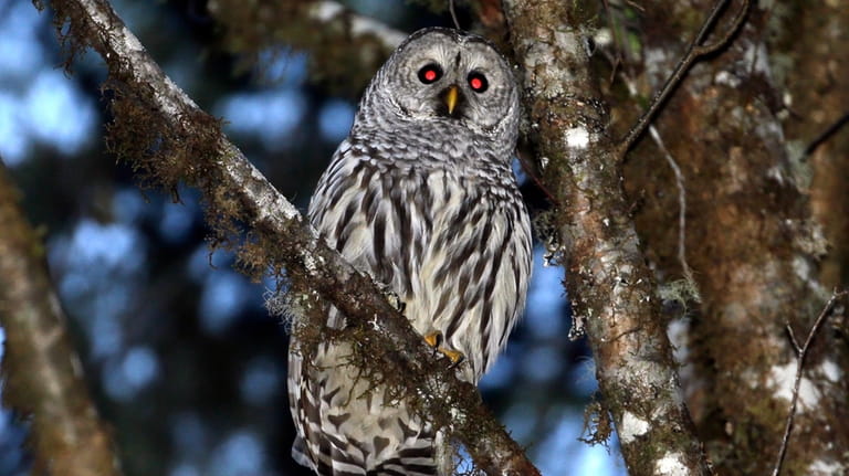 A female barred owl sits on a branch in the...