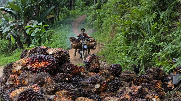 A man uses a motorcycle to transport palm fruit at...