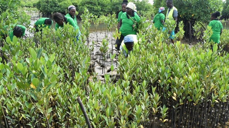 Members of Tulinde Mikoko, Swahili for Let's Protect Mangroves, plant...