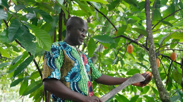 Farmer Kehinde Kumayon shows a rotten cocoa pod at his...