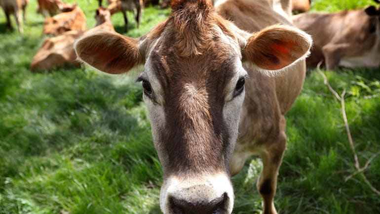 A Jersey cow feeds in a field in Iowa, May...